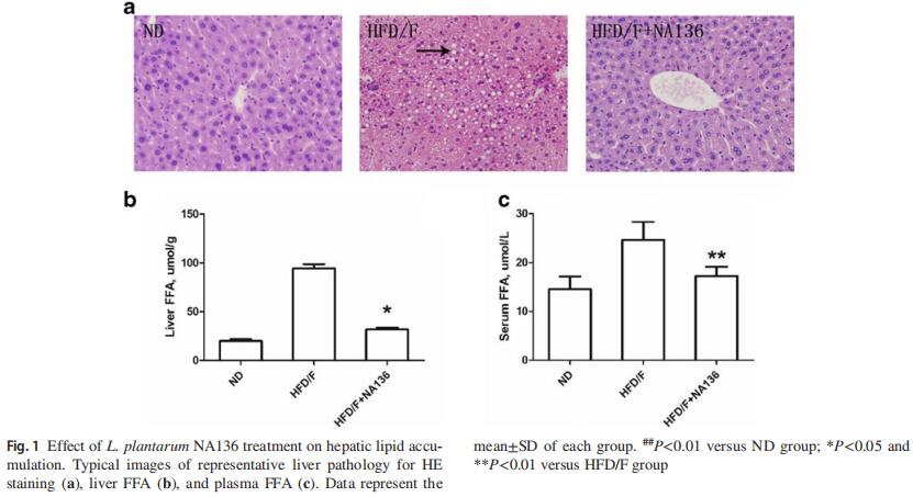 L. plantarumNA136 ameliorated fat accumulation in&nbsp;the&nbsp;liver 