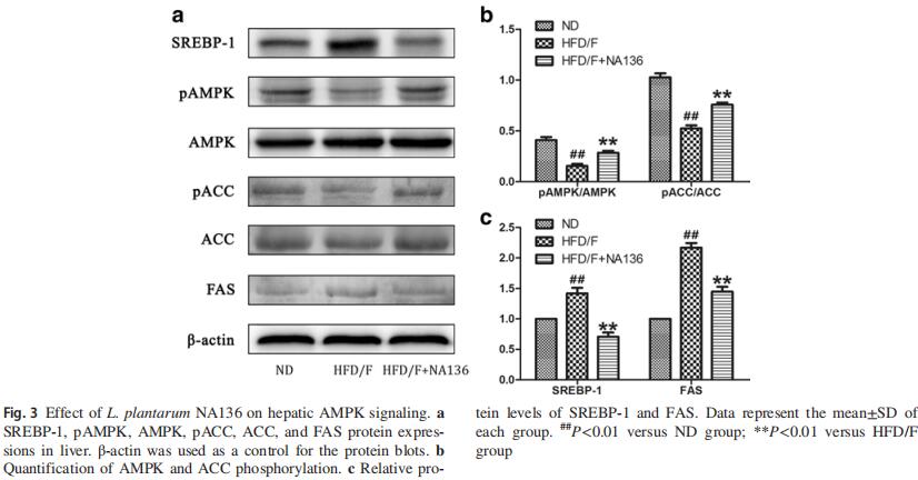 Effects of&nbsp;L. plantarumNA136 on&nbsp;hepatic AMPK signaling 