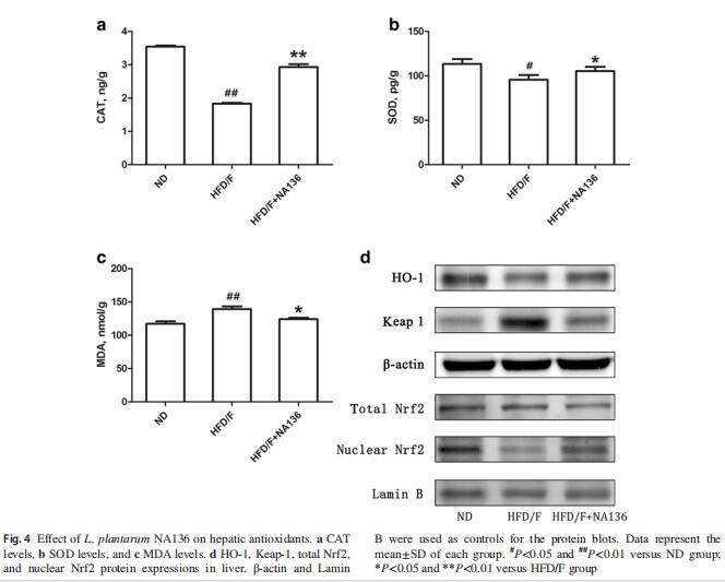 L. plantarumNA136 reduced the&nbsp;oxidative stress in&nbsp;the&nbsp;liver